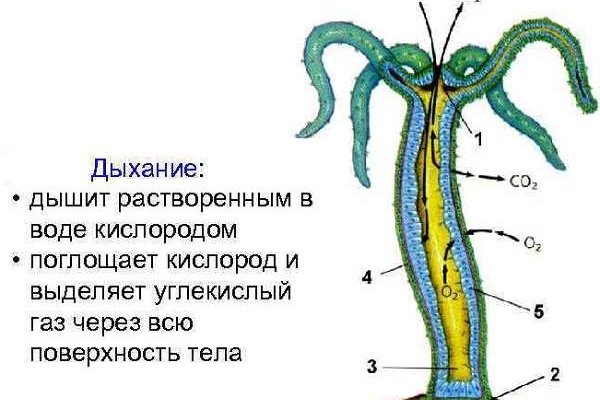 Даркнет кракен