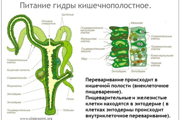 Ссылка на кракен через тор