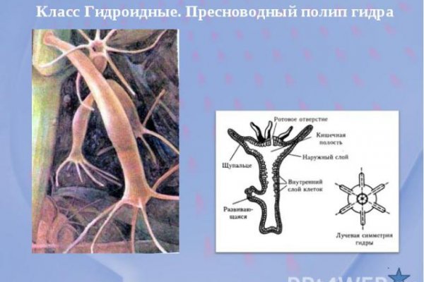 Маркетплейс кракен купить